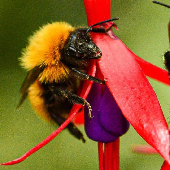Abejorro chileno, el más grande del mundo