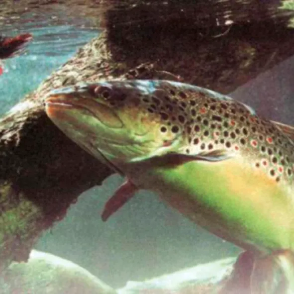 Trucha fario en las aguas del río Puelo