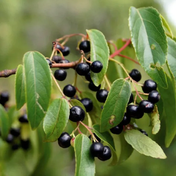 Maqui con sus frutos de alto valor nutritivo