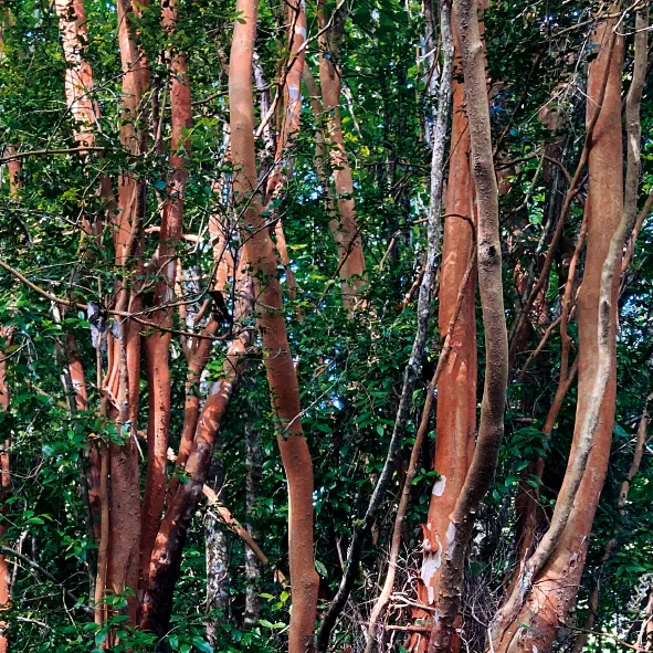 Arrayán con su característica corteza rojiza