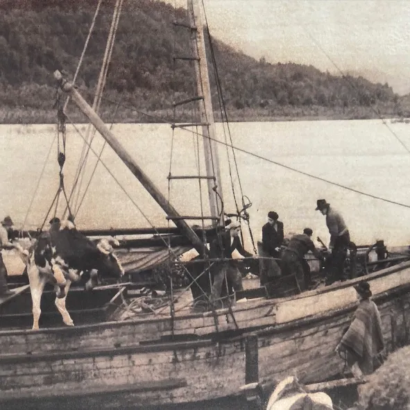 Antigua costumbre de embarcar animales en lanchones